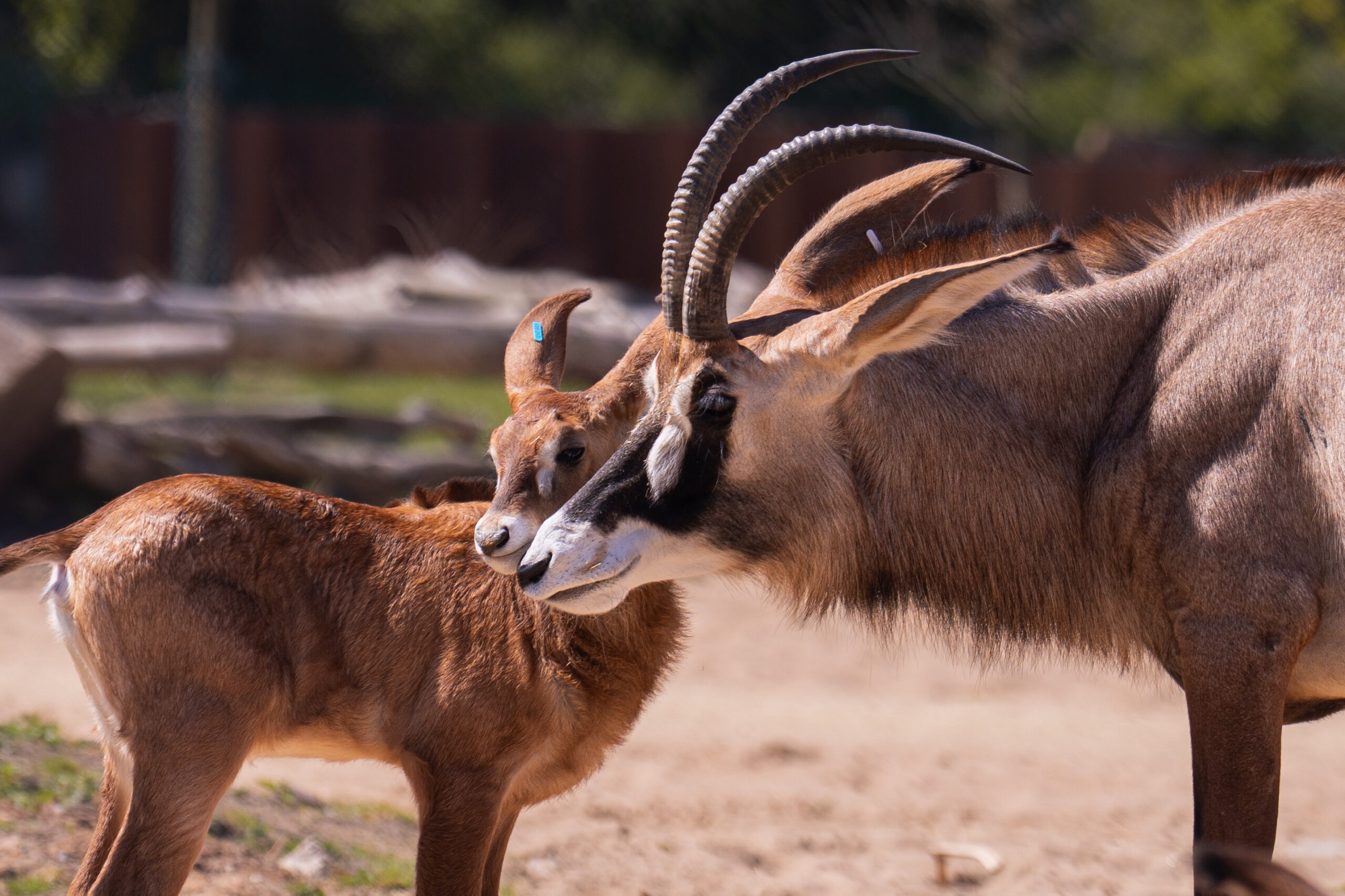 Photo Courtesy of Chester Zoo