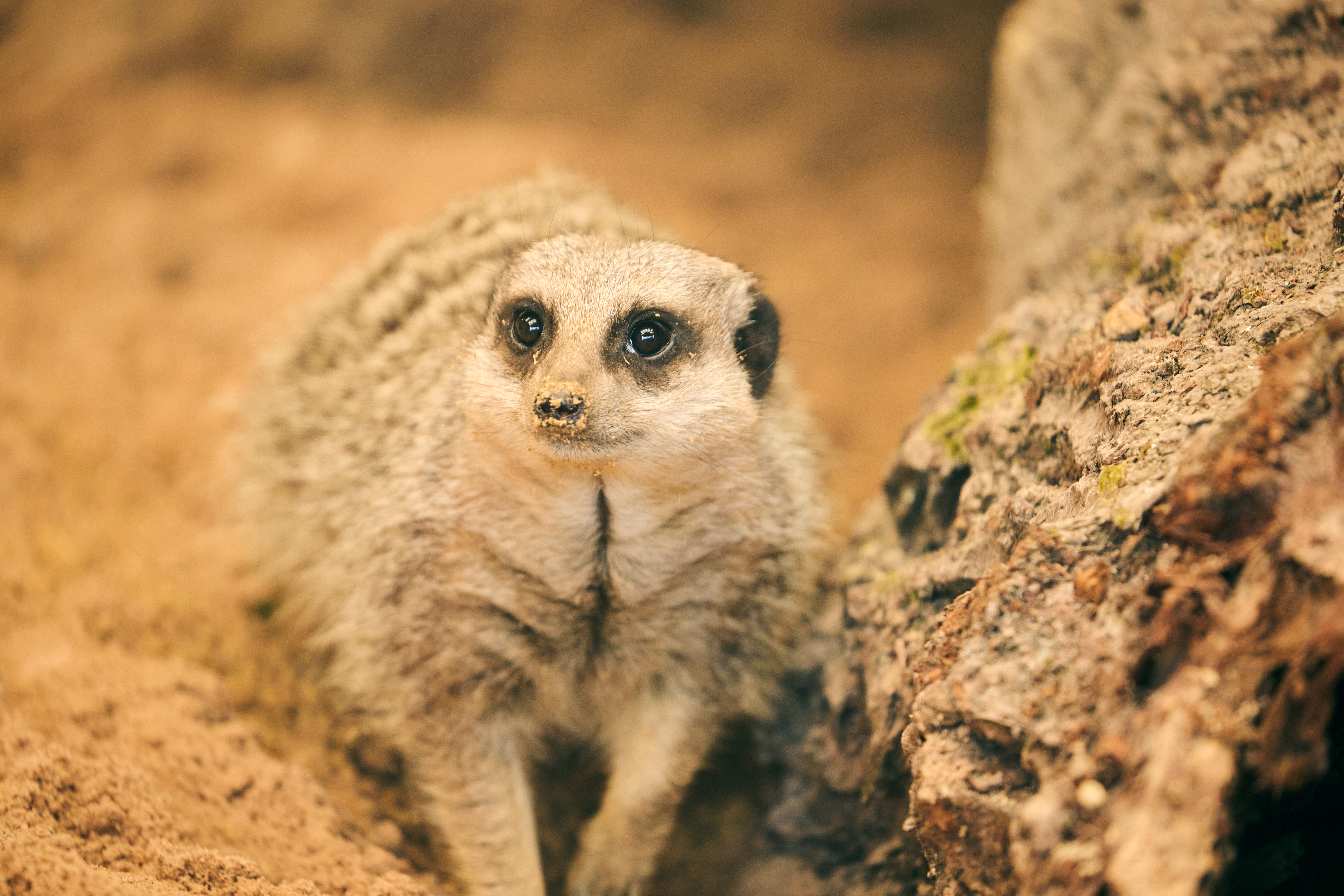Photo Courtesy of Chester Zoo